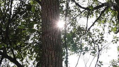 实拍透过树木树枝的阳光